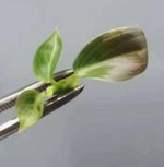 Philodendron Melanochrysum Variegated TC | Grower's Choice, Foshan Collection