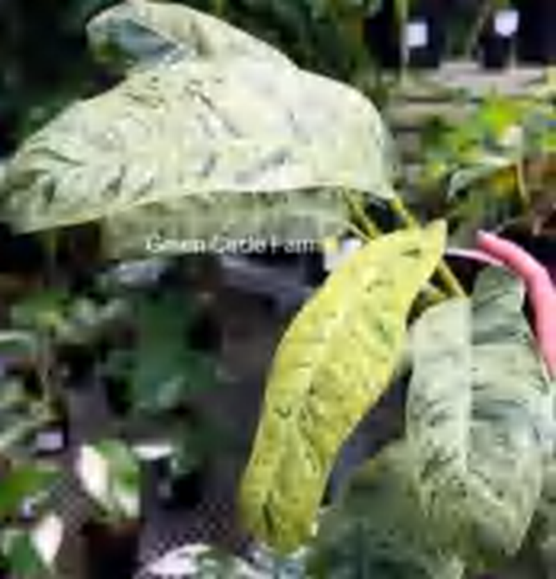 Epipremnum Giganteum Variegated TC | Grower's Choice, Foshan Collection
