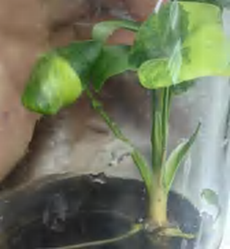 Philodendron Bipinnatifidum Aurea TC | Grower's Choice, Foshan Collection