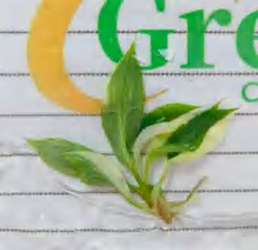 Philodendron Gloriosum Variegated TC | Grower's Choice, Foshan Collection