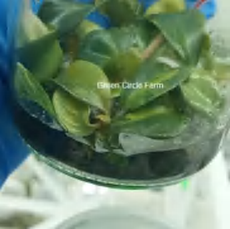 Philodendron Black Cardinal Variegated TC | Grower's Choice, Foshan Collection
