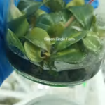 Philodendron Black Cardinal Variegated TC | Grower's Choice, Foshan Collection