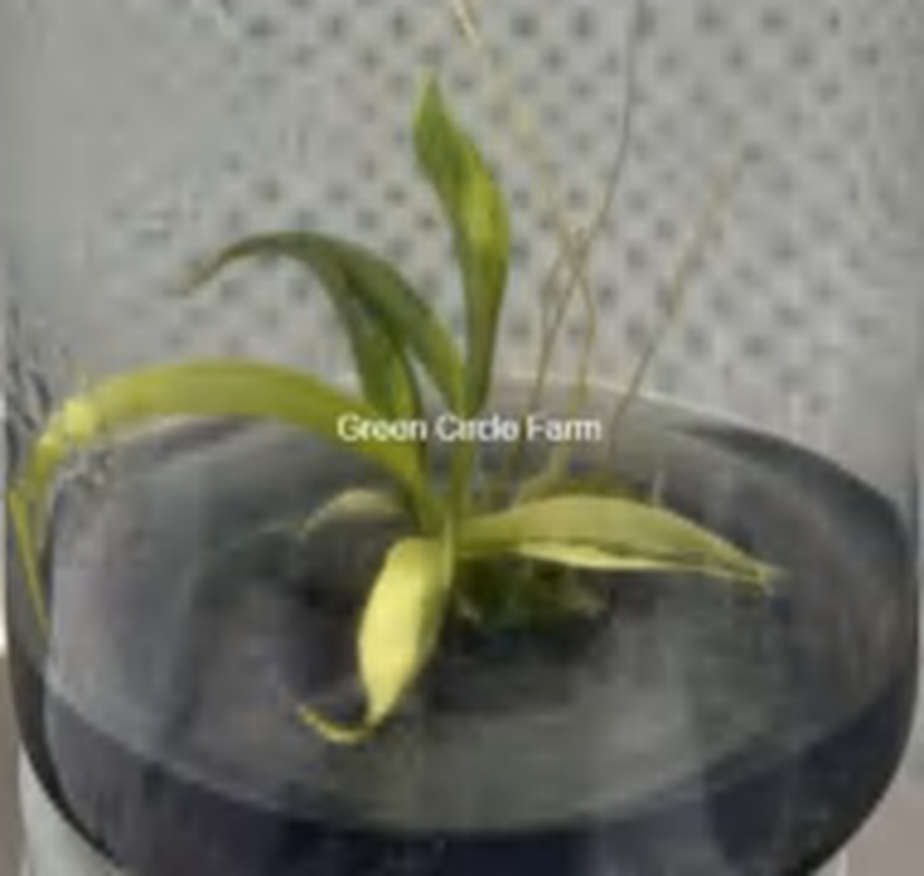 Philodendron Florida Beauty Tortum Variegated TC | Grower's Choice, Foshan Collection