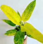 Philodendron Calkins Gold TC | Grower's Choice, Foshan Collection