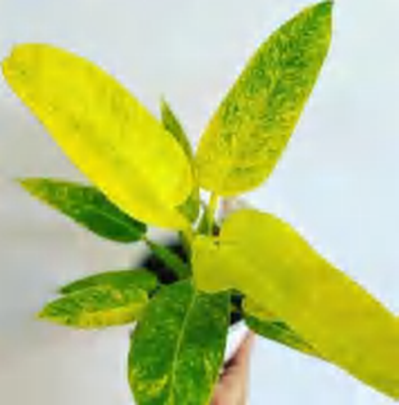 Philodendron Calkins Gold TC | Grower's Choice, Foshan Collection