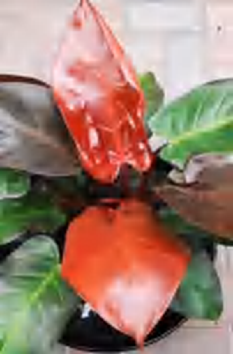 Philodendron Mccolley’S Finale TC | Grower's Choice, Foshan Collection