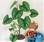 Philodendron Mamei TC | Grower's Choice, Foshan Collection