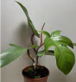 Philodendron Squamiferum TC | Grower's Choice, Foshan Collection