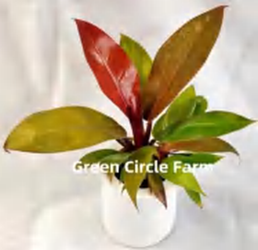 Philodendron 'Prince Of Orange' TC | Grower's Choice, Foshan Collection