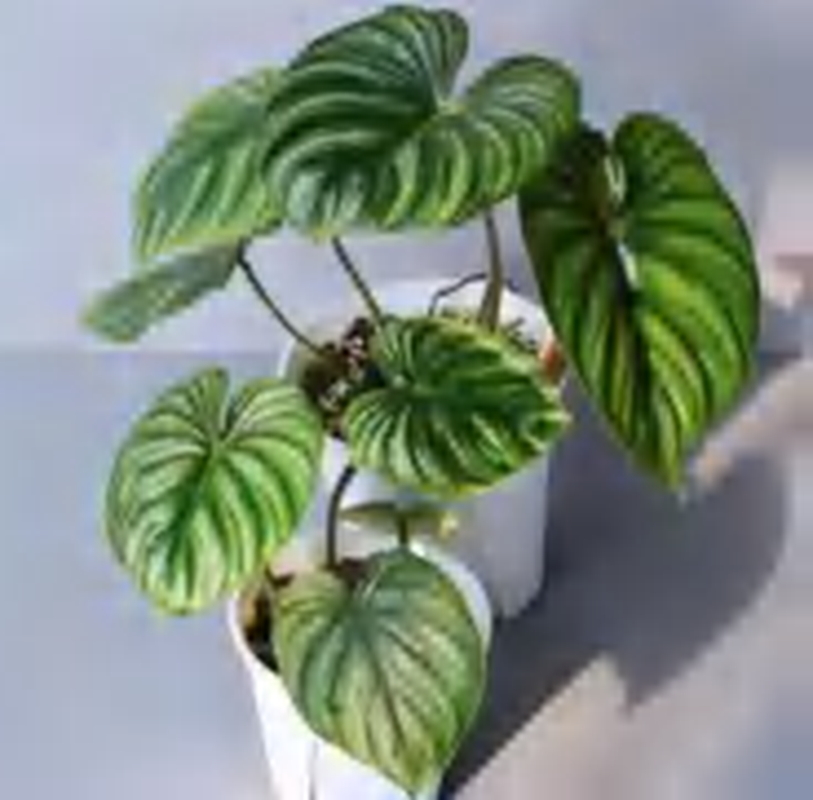 Philodendron Pastazanum Silver Plowmanii TC | Grower's Choice, Foshan Collection