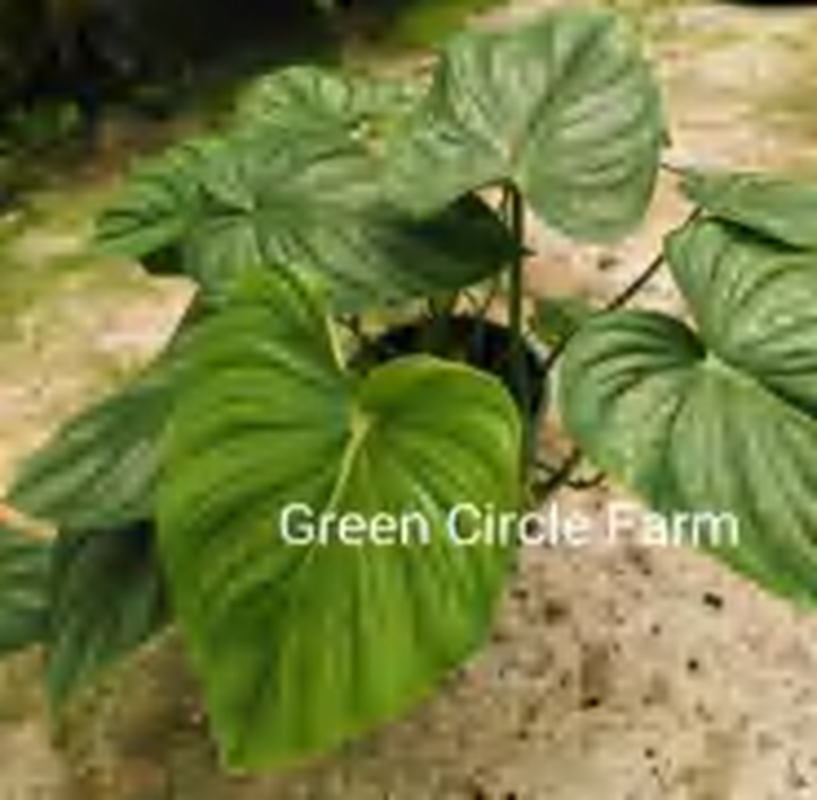 Philodendron Pastazanum Silver TC | Grower's Choice, Foshan Collection