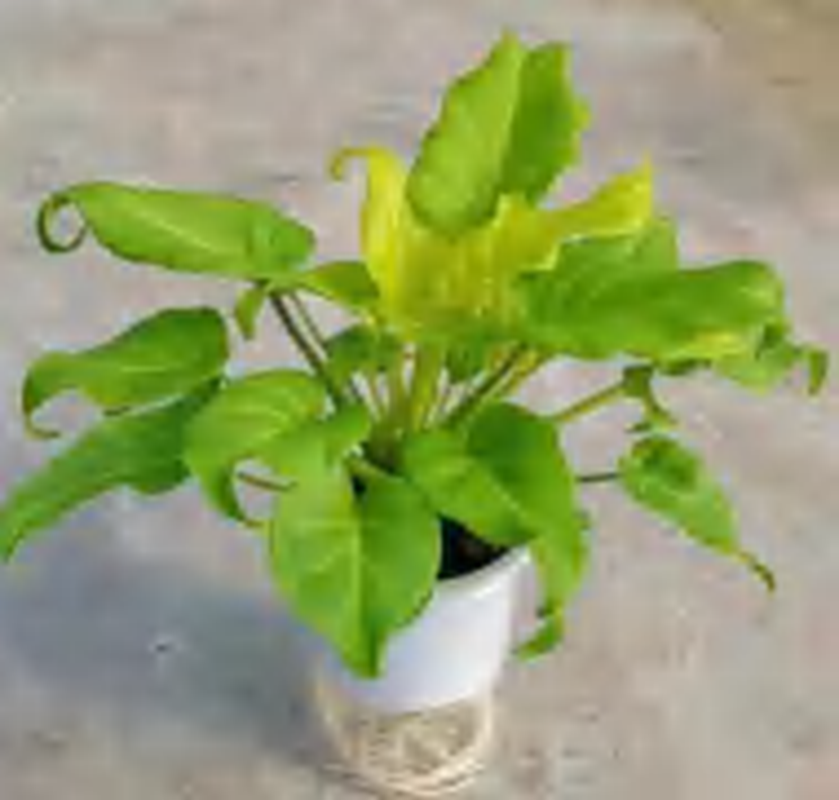 Philodendron 'Imperial Or Moonlight' Aurea Variegated TC | Grower's Choice, Foshan Collection