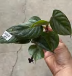 Philodendron Mini Sodiroi TC | Grower's Choice, Foshan Collection