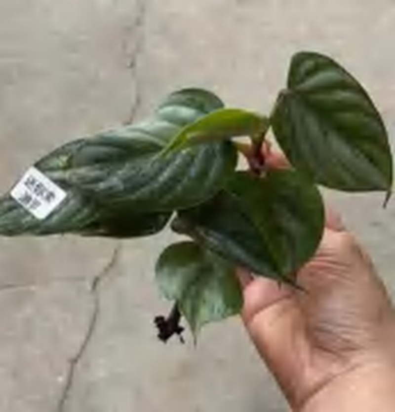 Philodendron Mini Sodiroi TC | Grower's Choice, Foshan Collection