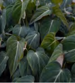 Philodendron 'Splendid' TC | Grower's Choice, Foshan Collection