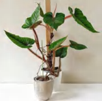 Philodendron Serpens TC | Grower's Choice, Foshan Collection