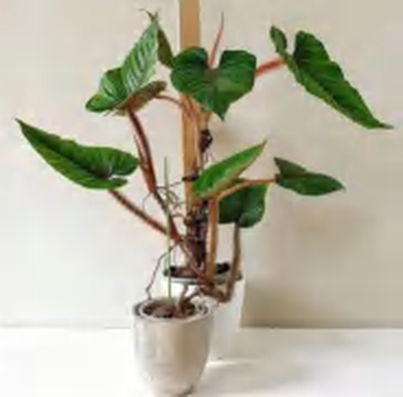 Philodendron Serpens TC | Grower's Choice, Foshan Collection
