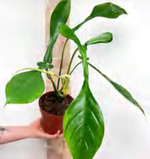 Philodendron Joepii TC | Grower's Choice, Foshan Collection