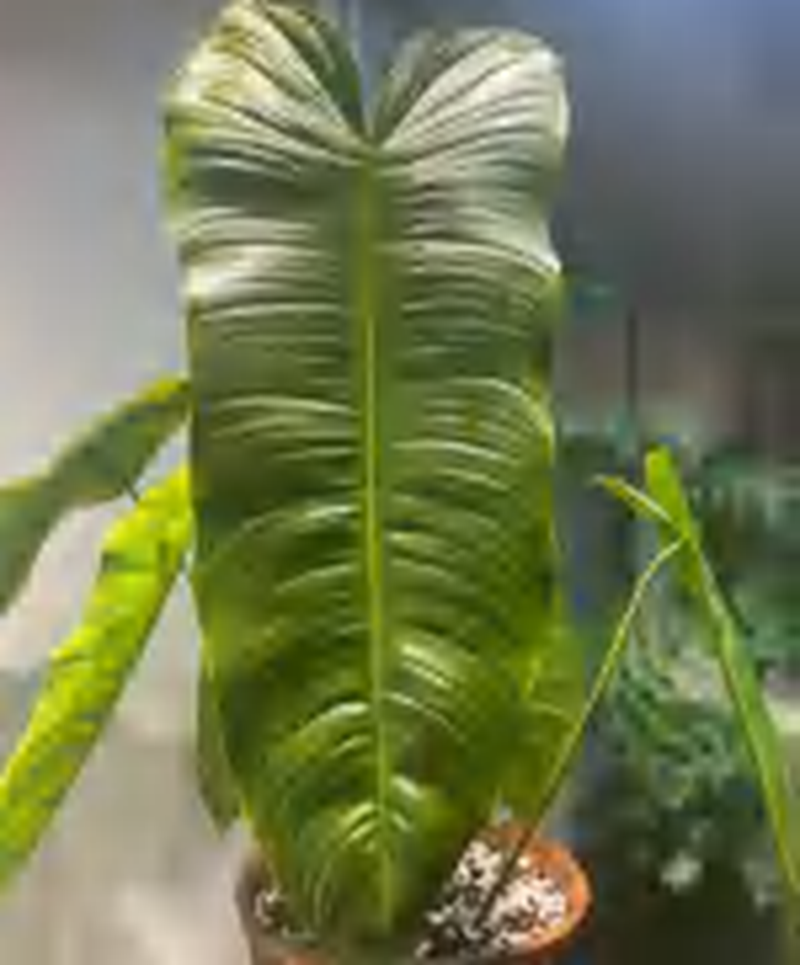 Philodendron Sharoniae TC | Grower's Choice, Foshan Collection