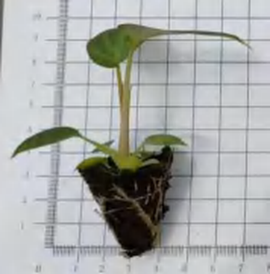 Philodendron Verrucosum（Holland） TC | Grower's Choice, Foshan Collection