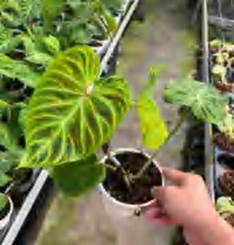 Philodendron Verrucosum （South America） TC | Grower's Choice, Foshan Collection