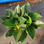 Philodendron 'Green Princess' TC | Grower's Choice, Foshan Collection