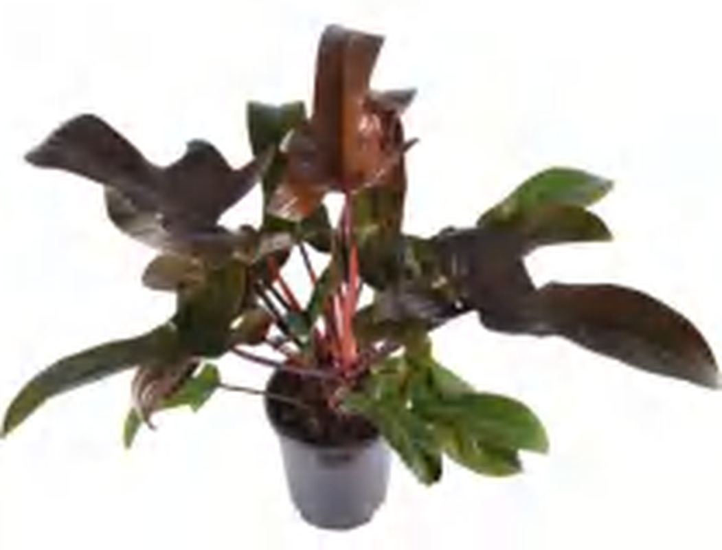 Philodendron Florida Bronze TC | Grower's Choice, Foshan Collection