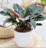 Philodendron Imperial Red TC | Grower's Choice, Foshan Collection