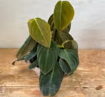 Philodendron Gigas TC | Grower's Choice, Foshan Collection