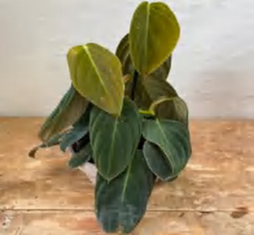 Philodendron Gigas TC | Grower's Choice, Foshan Collection