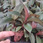 Philodendron Grazielae TC | Grower's Choice, Foshan Collection