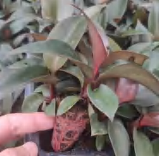 Philodendron Grazielae TC | Grower's Choice, Foshan Collection