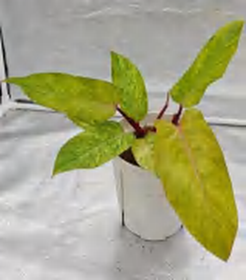 Philodendron Erubescens ‘Painted Lady' TC | Grower's Choice, Foshan Collection