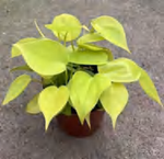 Philodendron 'Lemon Lime' Variegated TC | Grower's Choice, Foshan Collection