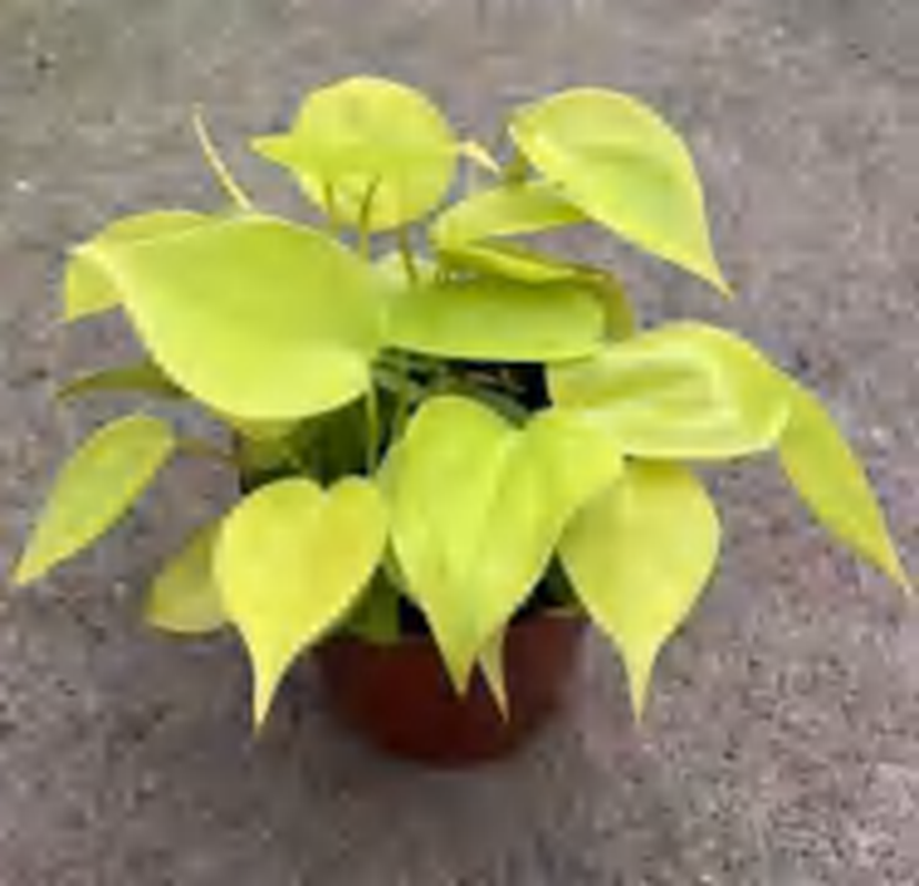 Philodendron 'Lemon Lime' Variegated TC | Grower's Choice, Foshan Collection