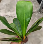 Philodendron Linnaei Kunth TC | Grower's Choice, Foshan Collection