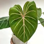 Philodendron Gloriosum/ Philodendron Gloriosum Dark Form TC | Grower's Choice, Foshan Collection