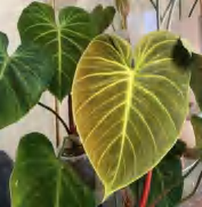 Philodendron Ei Choco Red TC | Grower's Choice, Foshan Collection