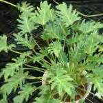 Philodendron Xanadu TC | Grower's Choice, Foshan Collection