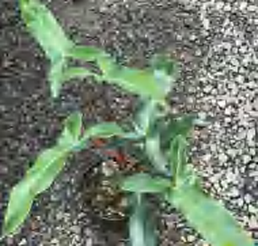 Philodendron Mexicanum TC | Grower's Choice, Foshan Collection