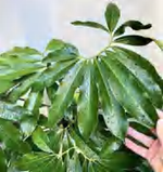 Philodendron Goeldii TC | Grower's Choice, Foshan Collection