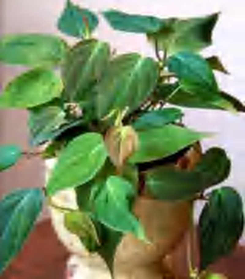 Philodendron Micans TC | Grower's Choice, Foshan Collection