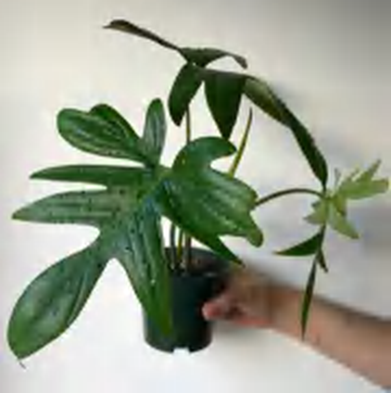 Philodendron Pedatum TC | Grower's Choice, Foshan Collection