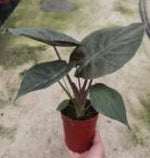 Alocasia Wentii TC | Grower's Choice, Foshan Collection