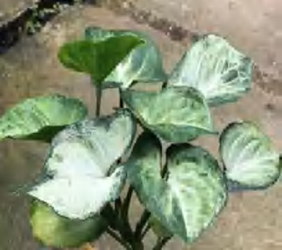 Syngonium Mouse Ears TC | Grower's Choice, Foshan Collection