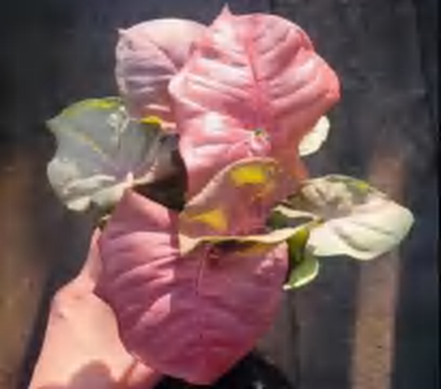 Syngonium Podophyllum 'Neon Robusta' TC | Grower's Choice, Foshan Collection