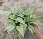 Syngonium Podophyllum Silver Holly TC | Grower's Choice, Foshan Collection