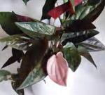 Syngonium Erythrophyllum TC | Grower's Choice, Foshan Collection
