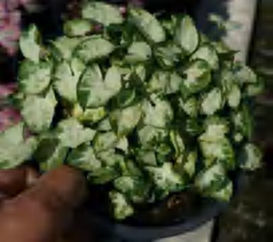 Syngonium Pixie Mini TC | Grower's Choice, Foshan Collection