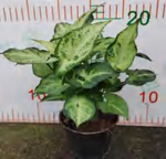 Syngonium Robusta TC | Grower's Choice, Foshan Collection